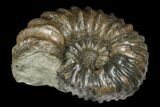 Rare, Cretaceous Ammonite (Hoplites) Fossil - France #177614-2